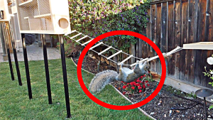 A squirrel hanging upside down on a cleverly designed obstacle course created by Mark Rober to prevent it from stealing bird seed.